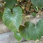 Homalomena rubescens Hoja