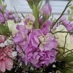 Matthiola incana Blomst