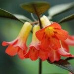 Rhododendron lamrialianum Flower