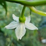 Capsicum frutescens Λουλούδι