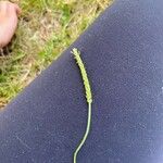 Plantago virginica Blatt