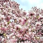 Magnolia × soulangeana Цветок