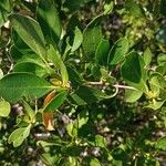 Conocarpus erectusFolha