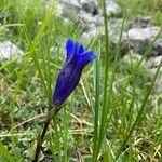 Gentiana alpinaFlower