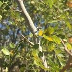 Dalbergia melanoxylon Лист
