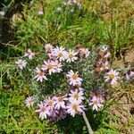 Senecio roseiflorus Flower