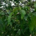 Zelkova carpinifolia Φύλλο
