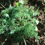 Lomatium dasycarpum Хабит