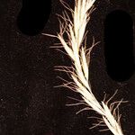 Helictochloa bromoides Fula