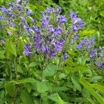 Scutellaria incana Flor