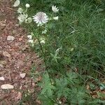 Astrantia majorAlkat (teljes növény)