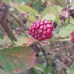 Rubus gratus Vaisius