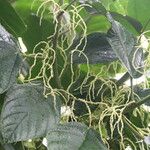 Myriocarpa stipitata Flor