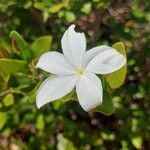 Mascarenhasia arborescens Flor
