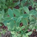 Cistus creticus Leaf