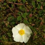 Cistus salviifolius Fleur