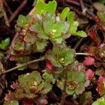 Phedimus kamtschaticus Leaf