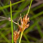 Rhynchospora fusca Fleur