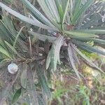 Podocarpus macrophyllus Levél