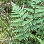 Dryopteris carthusiana برگ