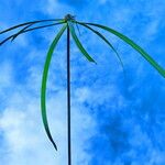 Cyperus aromaticus Vivejo