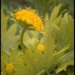 Sanicula arctopoides Flower