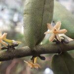 Tridactyle anthomaniaca Flower