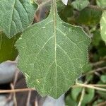 Solanum villosum Blad