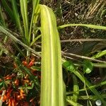 Eragrostis spectabilis Leaf