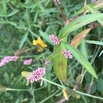 Polygonum persicaria花