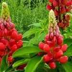 Lupinus polyphyllus Fleur