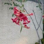 Cantua buxifolia Blodyn