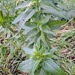 Mercurialis annua आदत