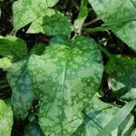 Pulmonaria saccharata Feuille