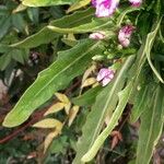 Matthiola incana Leaf