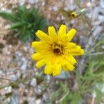 Tolpis staticifolia Bloem