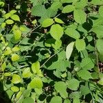 Rubus nigricans Blatt