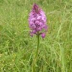 Anacamptis pyramidalisЦвят