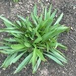 Echinacea paradoxa Feuille