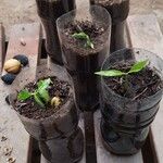 Kopsia singapurensis Hoja