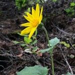 Arnica cordifolia花