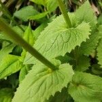 Doronicum pardalianches Foglia