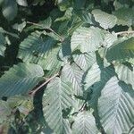 Carpinus betulusList