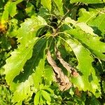 Quercus muehlenbergii Fulla