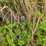 Jasione laevisFlower