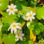 Nymphoides indica Blomst