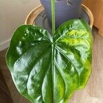 Alocasia cucullata Листок