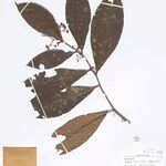 Stylogyne orinocensis Leaf