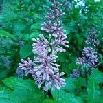 Syringa josikaea Flower