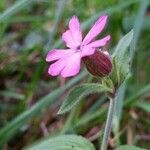 Silene dioicaAlia